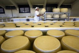 08-06-fao-cheese