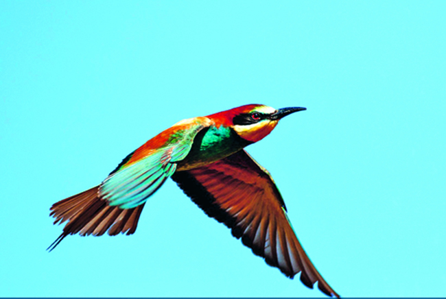 atlantic copper Abejaruco