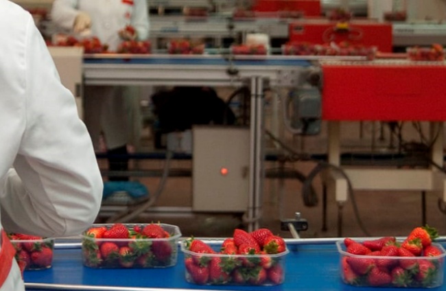 empleo huelva fresas