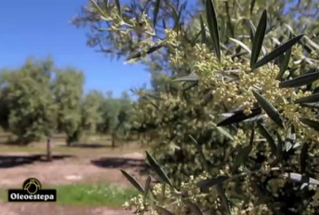 oleoestepa medidas coronavirus