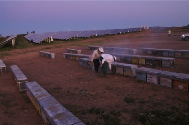Iberdrola colmenas