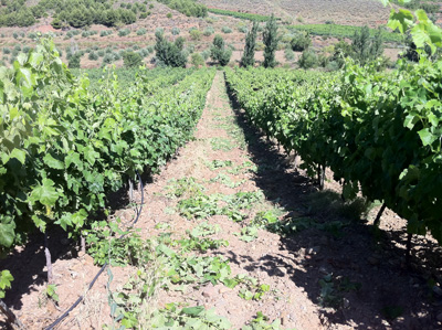 Bodega Palenzuela