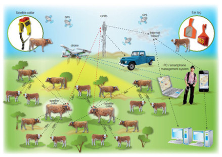 CattleWatch1